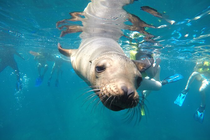La Paz Whale Shark & Sea Lion Snorkeling + Balandra Tour - Key points at a glance
