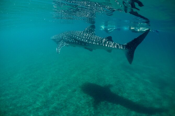 La Paz Whale Shark & Sea Lion Snorkeling + Balandra Tour - Swimming with whale sharks near La Paz