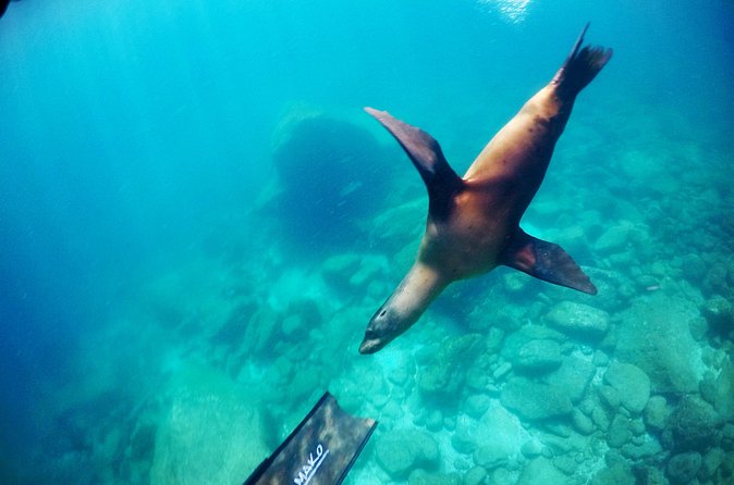 La Paz Whale Shark & Sea Lion Snorkeling + Balandra Tour - Balandra Beach gives the day a welcome pause