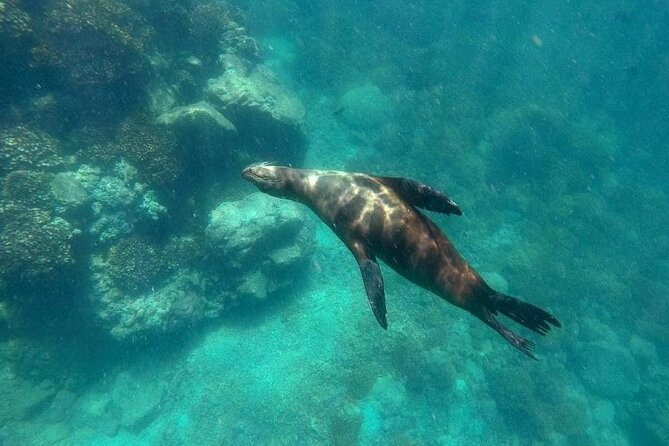 La Paz Whale Shark & Sea Lion Snorkeling + Balandra Tour - How to prepare for the timing and water