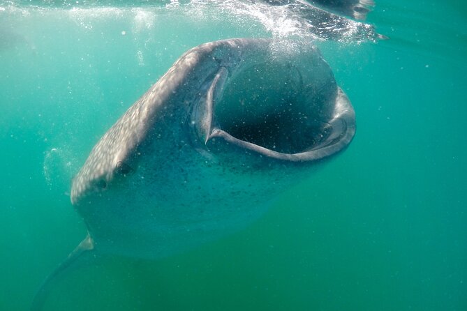 La Paz Whale Shark & Sea Lion Snorkeling + Balandra Tour - San Rafaelito and its sea lion colony