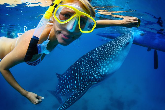 La Paz Whale Shark Snorkeling Tour and Lunch From Los Cabos - Swimming beside La Paz’s gentle giants