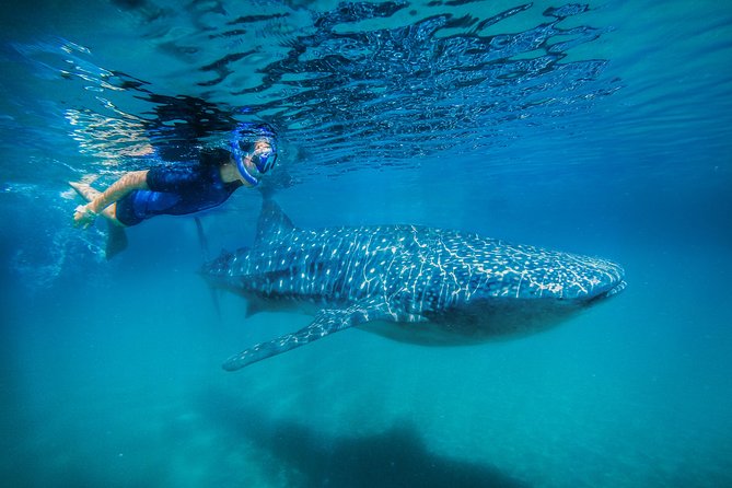 La Paz Whale Shark Snorkeling Tour and Lunch From Los Cabos - Meeting the panga boats at the Malecón