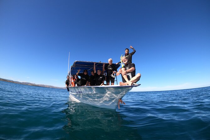 La Paz Whale Shark Snorkeling Tour and Lunch From Los Cabos - What the swim is really like