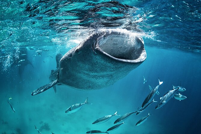 La Paz Whale Shark Snorkeling Tour and Lunch From Los Cabos - Why weather and permits matter so much