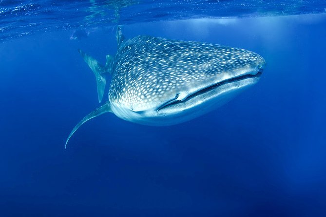 La Paz Whale Shark Snorkeling Tour and Lunch From Los Cabos - Is the $259 price fair?