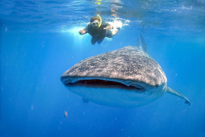 La Paz Whale Shark Snorkeling Tour and Lunch From Los Cabos - Who should book this experience?