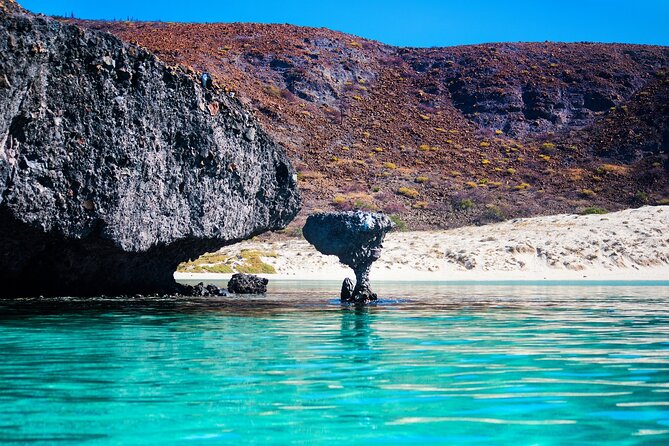 La Paz World Class Snorkeling in Balandras Hidden Beaches - Sea lions: read the fine print