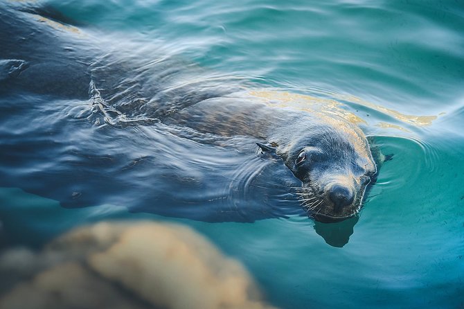 Land's End Tour Basic - Who will enjoy this Cabo boat tour?