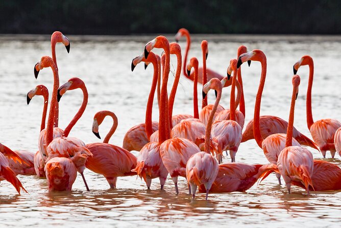 Las Coloradas Pink Lake & Rio Lagartos Guided Tour - Shared pickups and the long road from Cancun