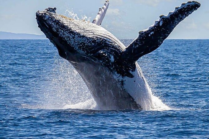 Los Cabos Private Yacht Whale Watching & Drinks - Up to 18 Guests - Whale watching from a private Cabo boat