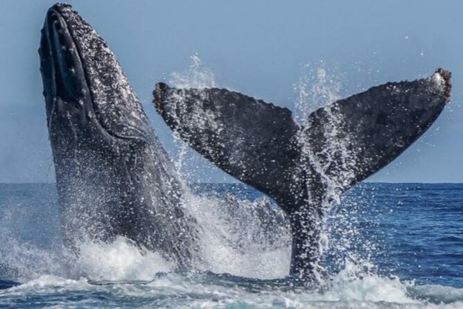 Los Cabos Private Yacht Whale Watching & Drinks - Up to 18 Guests - What three hours feels like on the water