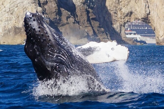 Los Cabos Private Yacht Whale Watching & Drinks - Up to 18 Guests - Food, drinks, and what is really included