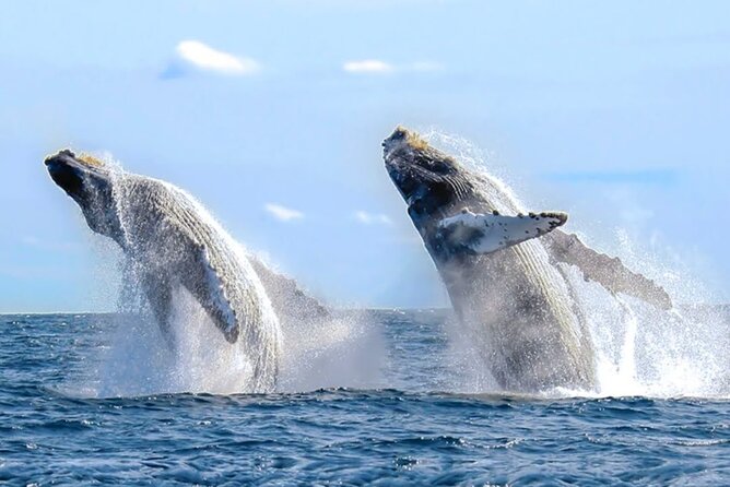 Los Cabos Private Yacht Whale Watching & Drinks - Up to 18 Guests - Getting to Dock C without losing tour time