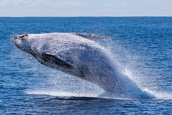 Los Cabos Private Yacht Whale Watching & Drinks - Up to 18 Guests - Safety, comfort, and the small details