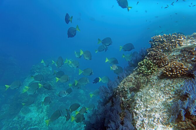 Los Cabos Snorkeling Tour by Speed Boat with Photos Included - A fast boat with a personal feel