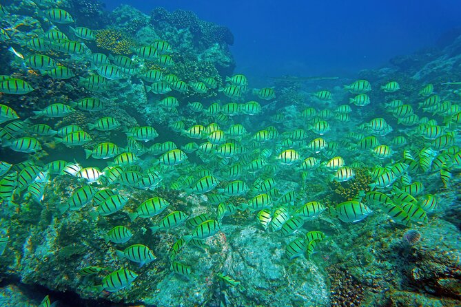 Los Cabos Snorkeling Tour by Speed Boat with Photos Included - What makes the Sea of Cortez special