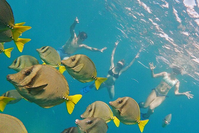 Los Cabos Snorkeling Tour by Speed Boat with Photos Included - What is included for the $89 price