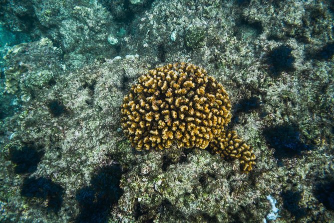 Los Cabos Snorkeling Tour to Chileno Bay and Santa Maria Cove - What is included, and what you still need
