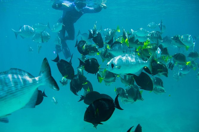 Los Cabos Snorkeling Tour to Chileno Bay and Santa Maria Cove - The price: fair for a prepared beach day