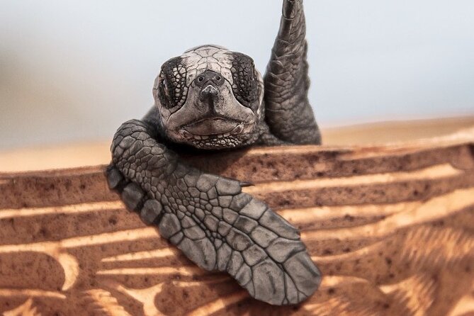 Los Cabos turtle release conservation program - Why this sunset release feels different