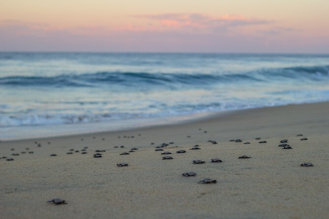 Los Cabos turtle release conservation program - What the actual turtle release is like