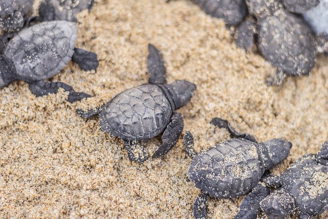 Los Cabos turtle release conservation program - The conservation value, and its limits