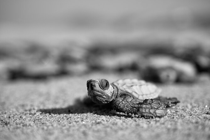 Los Cabos turtle release conservation program - Pickup, shared transport, and the four-hour schedule