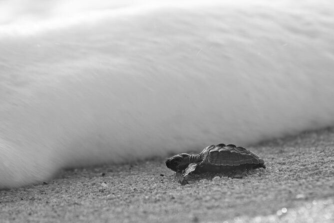 Los Cabos turtle release conservation program - Rancho Carisuva: a short introduction to the ranch