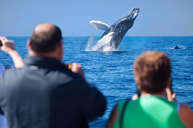 Los Cabos Whale Watching Cruise Including Breakfast - What the whale search is really like