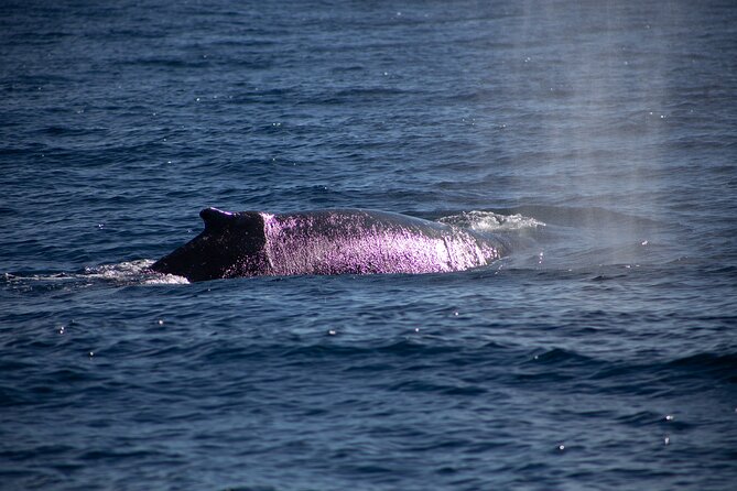 Los Cabos Whale Watching Cruise Including Breakfast - How to get the best view from a 50-person catamaran