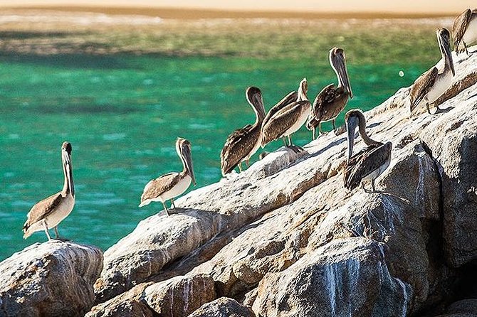 Los Cabos Whale Watching Cruise Including Breakfast - Breakfast and drinks: useful value, not fine dining