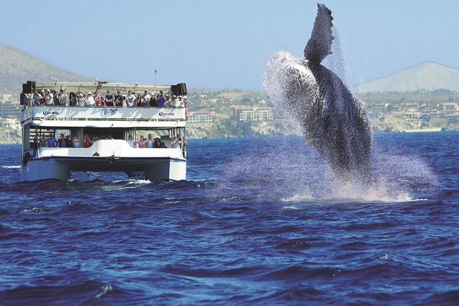 Los Cabos Whale Watching Cruise Including Breakfast - Who will enjoy this Cabo cruise most