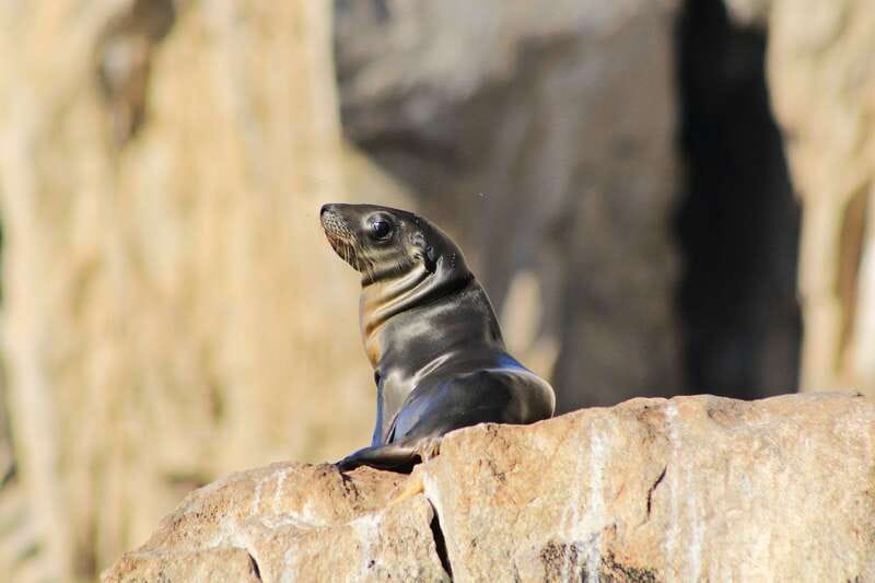 Los Cabos: Whale Watching (Transport and Pictures Included) - From your hotel to Cabo San Lucas Marina