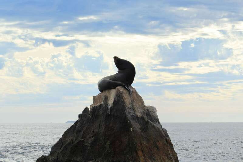 Los Cabos: Whale Watching (Transport and Pictures Included) - Is $94 a fair price for this Cabo whale trip?