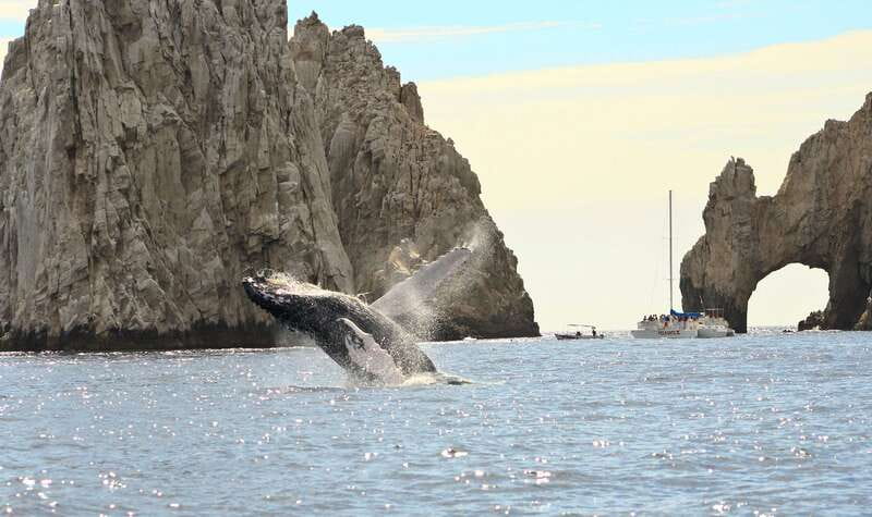 Los Cabos: Whale Watching (Transport and Pictures Included) - How the guides shape the experience