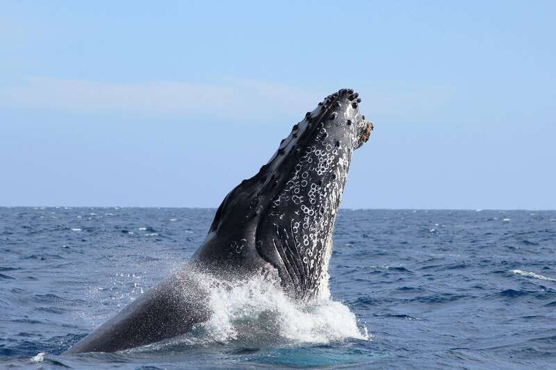 Los Cabos: Whale Watching (Transport and Pictures Included) - Safety briefing and a useful introduction to the water