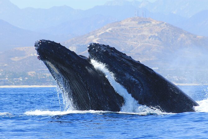 Los Cabos Whale Watching (Transportation and Pictures Included) - Why Cabo is a strong place for whale watching