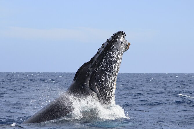 Los Cabos Whale Watching (Transportation and Pictures Included) - Why the included photos matter