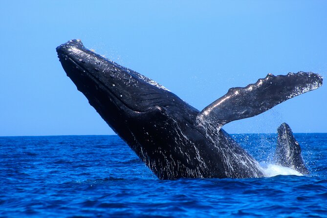 Los Cabos Whale Watching (Transportation and Pictures Included) - What the $90 price includes