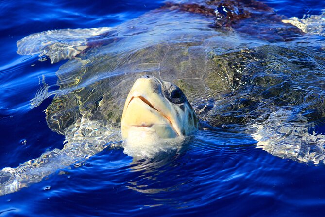 Los Cabos Whale Watching (Transportation and Pictures Included) - Timing, comfort, and who should book