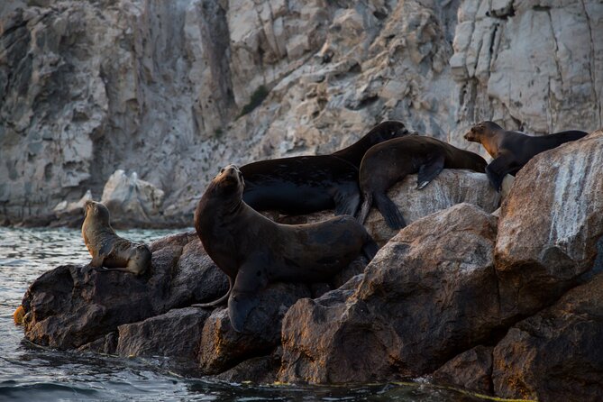 Los Cabos Whale Watching (Transportation and Pictures Included) - The practical booking details