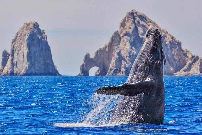 Luxury Catamaran Whale Watching Cabo San Lucas - Key points to know before you book