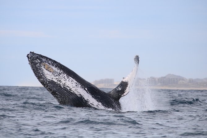 Luxury Catamaran Whale Watching Cabo San Lucas - Two hours on the Sea of Cortez