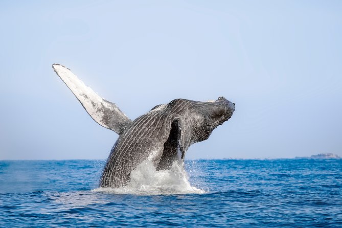 Luxury Catamaran Whale Watching Cabo San Lucas - Why the hydrophone adds something special