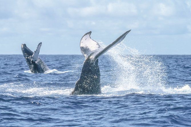 Luxury Catamaran Whale Watching Cabo San Lucas - Life aboard the double-decker catamaran