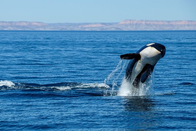 Luxury Catamaran Whale Watching Cabo San Lucas - Drinks, snacks, and the tone of the trip