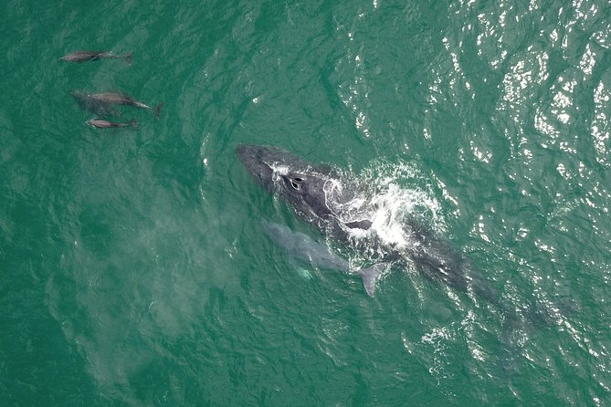 Luxury Catamaran Whale Watching Cabo San Lucas - What kind of whale encounter should you expect?