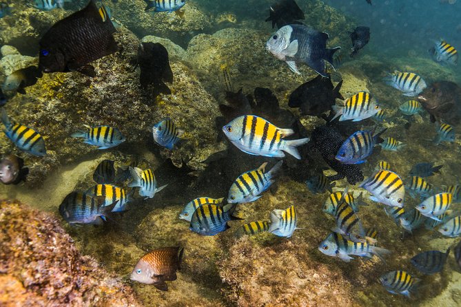 Magical Cenote and Paradise Lagoon Snorkeling Adventure - Practical ways to make the morning better