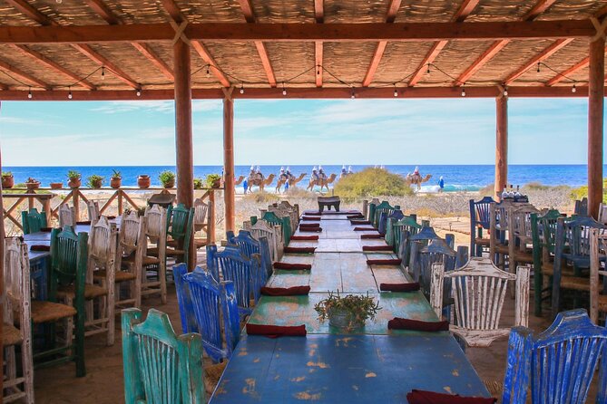 Magical Todos Santos Tour, Camel Ranch, Lunch and Tequila - Tierra Sagrada and the camel encounter